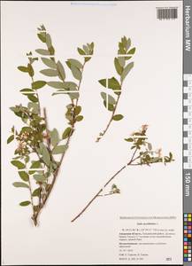 Salix myrtilloides L., Siberia, Russian Far East (S6) (Russia)