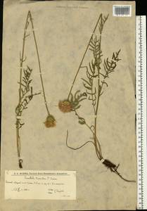 Klasea radiata subsp. tanaitica (P. A. Smirn.) L. Martins, Eastern Europe, Lower Volga region (E9) (Russia)