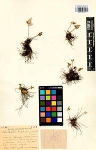 Aleuritopteris argentea (S. G. Gmel.) Fée, Siberia, Baikal & Transbaikal region (S4) (Russia)