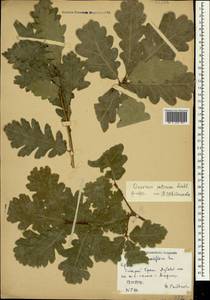 Quercus petraea (Matt.) Liebl., Crimea (KRYM) (Russia)