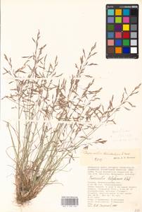 Puccinellia dolicholepis (V.I.Krecz.) Pavlov, Eastern Europe, Lower Volga region (E9) (Russia)