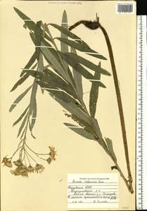Jacobaea paludosa subsp. lanata (Holub) B. Nord., Eastern Europe, Middle Volga region (E8) (Russia)