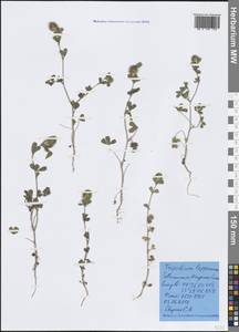 Trifolium lappaceum L., Crimea (KRYM) (Russia)