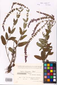MHA 0 156 344, Salvia dumetorum Andrz. ex Besser, Eastern Europe, South Ukrainian region (E12) (Ukraine)