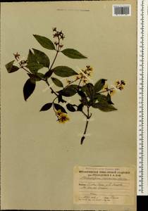 Philadelphus coronarius L., Caucasus, South Ossetia (K4b) (South Ossetia)