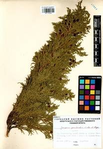 Juniperus pseudosabina Fisch. & C.A.Mey., Siberia, Baikal & Transbaikal region (S4) (Russia)