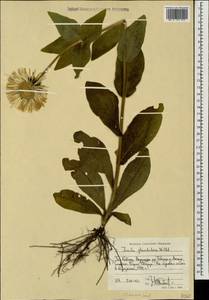 Pentanema orientale (Lam.) D. Gut. Larr., Santos-Vicente, Anderb., E. Rico & M. M. Mart. Ort., Caucasus, Stavropol Krai, Karachay-Cherkessia & Kabardino-Balkaria (K1b) (Russia)