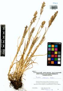 Trisetum altaicum Roshev., Siberia, Baikal & Transbaikal region (S4) (Russia)