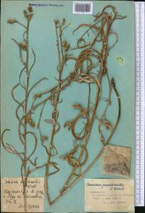 Cousinia pseudomollis C. Winkl., Middle Asia, Pamir & Pamiro-Alai (M2) (Tajikistan)