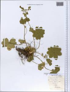Alchemilla schistophylla Juz., Eastern Europe, Moscow region (E4a) (Russia)