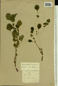 Amaranthus blitum L., Eastern Europe, North-Western region (E2) (Russia)