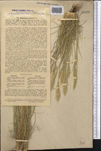 Enneapogon persicus Boiss., Middle Asia, Western Tian Shan & Karatau (M3) (Tajikistan)