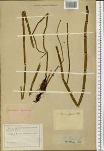 Equisetum hyemale L., Siberia, Baikal & Transbaikal region (S4) (Russia)