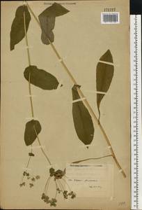 Bupleurum longifolium L., Eastern Europe, Volga-Kama region (E7) (Russia)