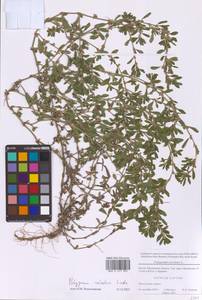 Polygonum arenastrum subsp. calcatum (Lindm.) Wissk., Eastern Europe, Moscow region (E4a) (Russia)