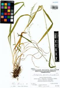 Milium effusum L., Siberia, Baikal & Transbaikal region (S4) (Russia)