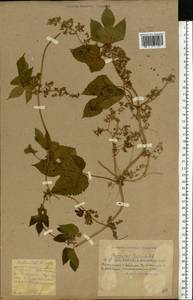 Humulus lupulus L., Eastern Europe, South Ukrainian region (E12) (Ukraine)