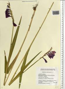 Gladiolus imbricatus L., Eastern Europe, Central forest-and-steppe region (E6) (Russia)