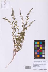Lipandra polysperma (L.) S.Fuentes, Uotila & Borsch, Eastern Europe, Moscow region (E4a) (Russia)