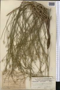 Chondrilla leiosperma Kar. & Kir., Middle Asia, Western Tian Shan & Karatau (M3) (Kazakhstan)