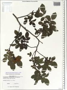 Rosa canina L., Caucasus, Azerbaijan (K6) (Azerbaijan)