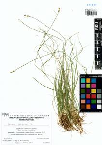 Carex loliacea L., Siberia, Baikal & Transbaikal region (S4) (Russia)