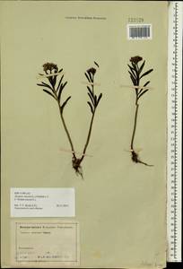 Phedimus aizoon (L.) 't Hart, Siberia, Altai & Sayany Mountains (S2) (Russia)