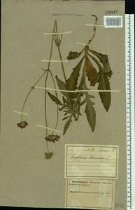Knautia arvensis (L.) Coult., Eastern Europe, Northern region (E1) (Russia)