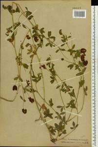 Trifolium aureum Pollich, Eastern Europe, Central forest region (E5) (Russia)