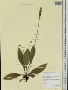 Plantago media L., Eastern Europe, Northern region (E1) (Russia)