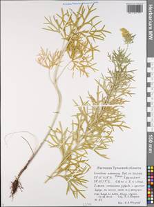 Aconitum anthora subsp. anthora, Eastern Europe, Central region (E4) (Russia)