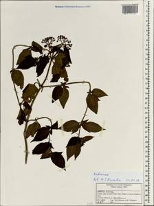 Rubiaceae, South Asia, South Asia (Asia outside ex-Soviet states and Mongolia) (ASIA) (India)