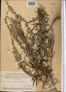 Artemisia vulgaris L., Middle Asia, Muyunkumy, Balkhash & Betpak-Dala (M9) (Kazakhstan)