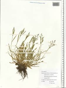 Poa annua L., Eastern Europe, Moscow region (E4a) (Russia)