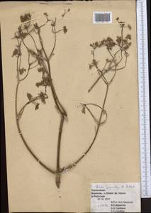 Ferula gigantea B. Fedtsch., Middle Asia, Pamir & Pamiro-Alai (M2) (Tajikistan)