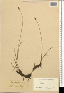 Carex chordorrhiza L.f., Caucasus, Stavropol Krai, Karachay-Cherkessia & Kabardino-Balkaria (K1b) (Russia)