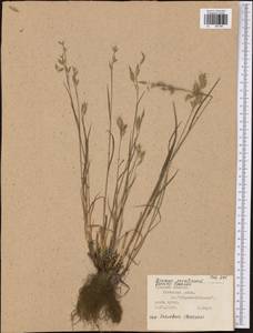Bromus secalinus L., Eastern Europe, Central region (E4) (Russia)