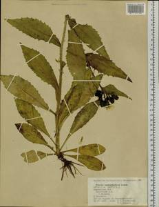 Picris japonica subsp. kamtschatica (Ledeb.) Hultén, Siberia, Chukotka & Kamchatka (S7) (Russia)