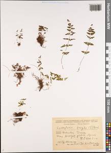 Cystopteris fragilis (L.) Bernh., Caucasus, Armenia (K5) (Armenia)