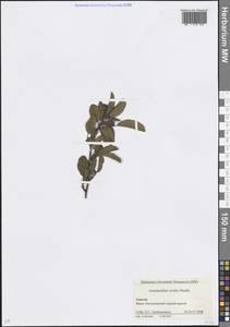 Amelanchier ovalis Medik., Caucasus, Krasnodar Krai & Adygea (K1a) (Russia)