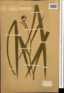 Iris pseudacorus L., Caucasus, Georgia (K4) (Georgia)