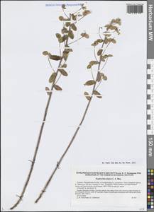 Euphorbia alpina C.A.Mey., Siberia, Altai & Sayany Mountains (S2) (Russia)