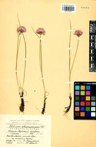 Allium schoenoprasum L., Siberia, Baikal & Transbaikal region (S4) (Russia)