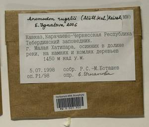 Anomodontopsis rugelii (Müll. Hal.) Ignatov & Fedosov, Bryophytes, Bryophytes - North Caucasus & Ciscaucasia (B12) (Russia)