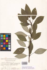 Populus ×moscoviensis Schröd., Eastern Europe, Moscow region (E4a) (Russia)
