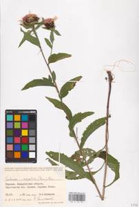 Centaurea phrygia subsp. carpatica (Porcius) Dostál, Eastern Europe, West Ukrainian region (E13) (Ukraine)