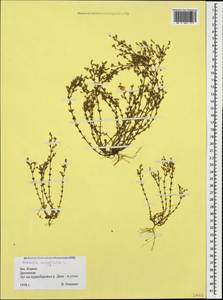 Arenaria serpyllifolia L., Caucasus, Krasnodar Krai & Adygea (K1a) (Russia)