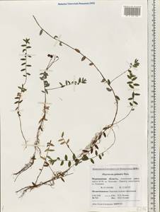 Vaccinium oxycoccos L., Eastern Europe, Northern region (E1) (Russia)