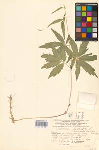 Cardamine bulbifera (L.) Crantz, Eastern Europe, West Ukrainian region (E13) (Ukraine)