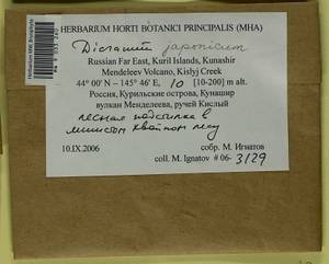 Dicranum japonicum Mitt., Bryophytes, Bryophytes - Russian Far East (excl. Chukotka & Kamchatka) (B20) (Russia)